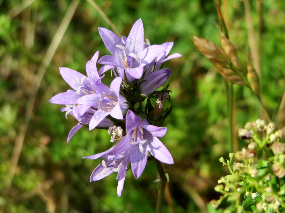 Rapunzel-Glockenblume (Campanula rapunculus) bei Reilingen