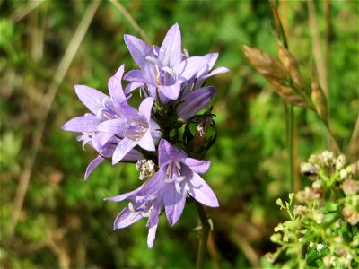 Rapunzel-Glockenblume (Campanula rapunculus) bei Reilingen