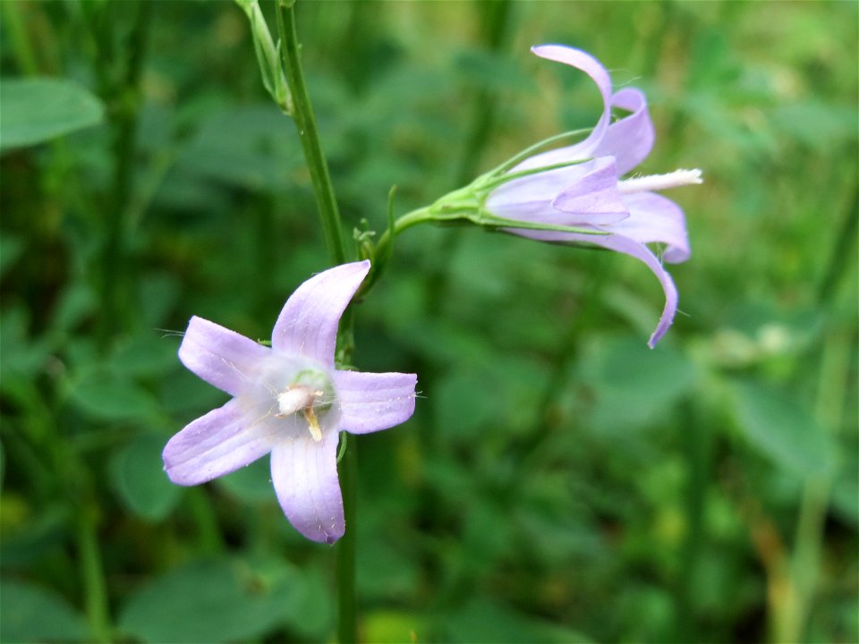 Rapunzel-Glockenblume (Campanula rapunculus) im Bürgerpark Saarbrücken