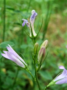 Rapunzel-Glockenblume (Campanula rapunculus) im Bürgerpark Saarbrücken