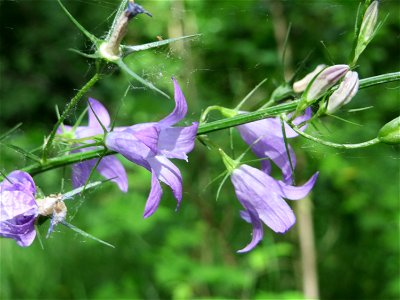 Rapunzel-Glockenblume (Campanula rapunculus) im Naturschutzgebiet "St. Arnualer Wiesen"