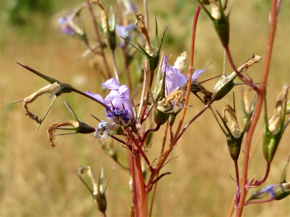 Rapunzel-Glockenblume (Campanula rapunculus) im Naturschutzgebiet "St. Arnualer Wiesen"