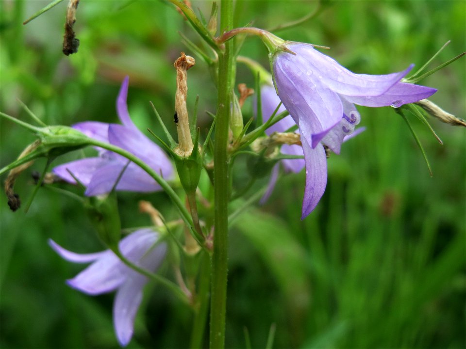 Rapunzel-Glockenblume (Campanula rapunculus) im Naturschutzgebiet Birzberg