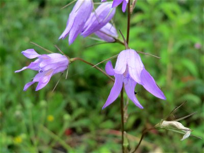 Rapunzel-Glockenblume (Campanula rapunculus) in Bruchmühlbach-Miesau