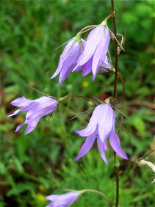 Rapunzel-Glockenblume (Campanula rapunculus) in Bruchmühlbach-Miesau