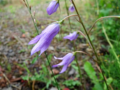 Rapunzel-Glockenblume (Campanula rapunculus) in Bruchmühlbach-Miesau