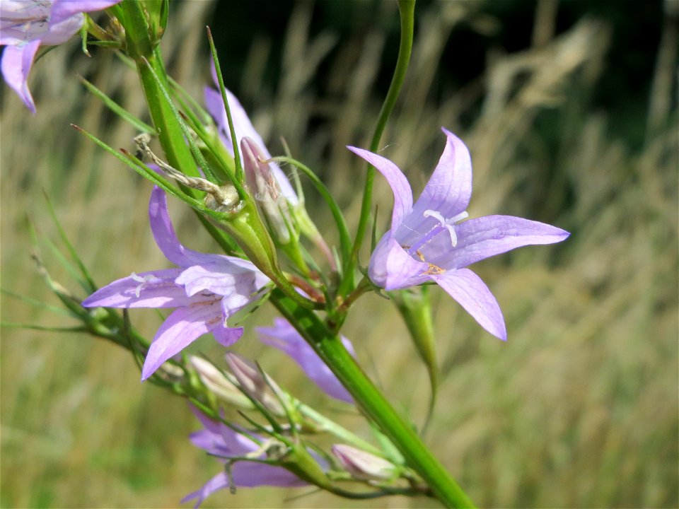 Rapunzel-Glockenblume (Campanula rapunculus) im Naturschutzgebiet Alter Bahndamm