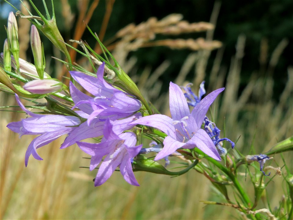 Rapunzel-Glockenblume (Campanula rapunculus) im Naturschutzgebiet Alter Bahndamm
