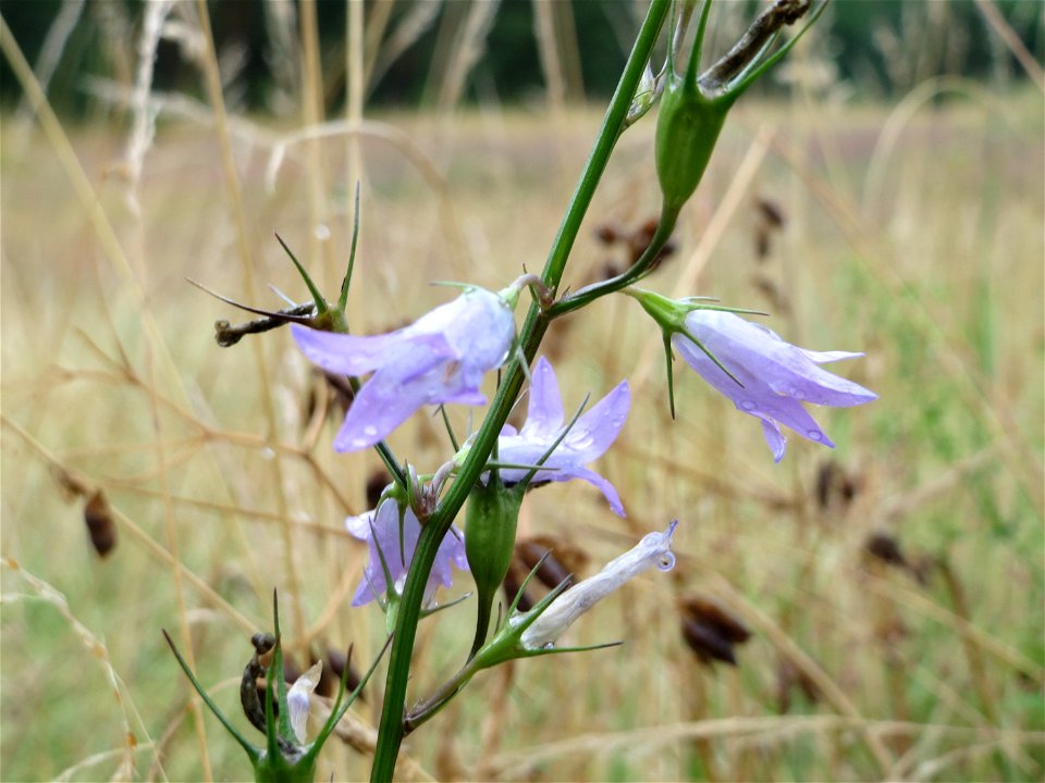 Rapunzel-Glockenblume (Campanula rapunculus) im Naturschutzgebiet Gewann Frankreich-Wiesental