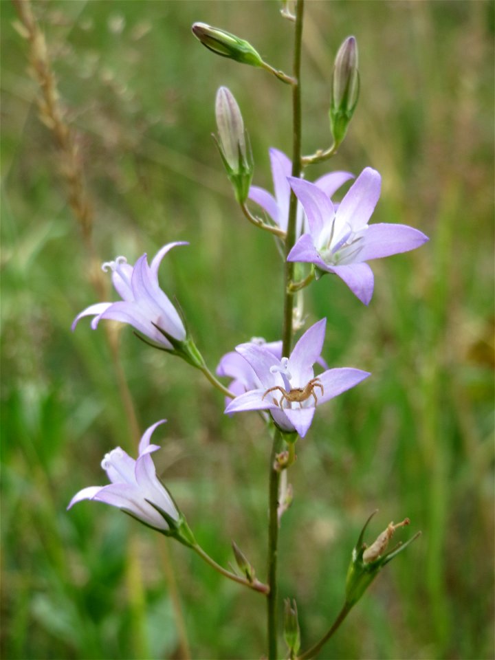 Rapunzel-Glockenblume (Campanula rapunculus) im Naturschutzgebiet Gewann Frankreich-Wiesental