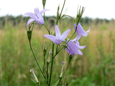 Rapunzel-Glockenblume (Campanula rapunculus) im Naturschutzgebiet Gewann Frankreich-Wiesental