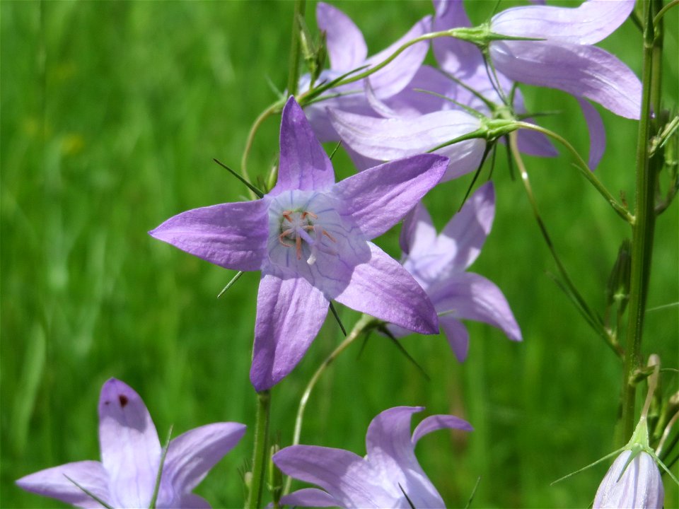 Rapunzel-Glockenblume (Campanula rapunculus) in Saarbrücken