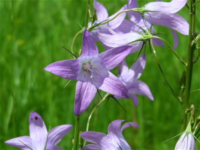 Rapunzel-Glockenblume (Campanula rapunculus) in Saarbrücken