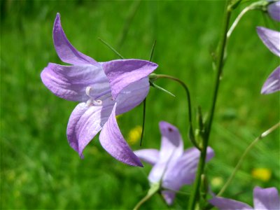 Rapunzel-Glockenblume (Campanula rapunculus) in Saarbrücken