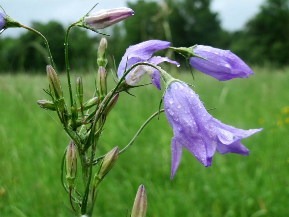 Rapunzel-Glockenblume (Campanula rapunculus) an der Saaraue Güdingen