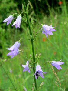 Rapunzel-Glockenblume (Campanula rapunculus) im Landschaftsschutzgebiet Oftersheimer Dünen