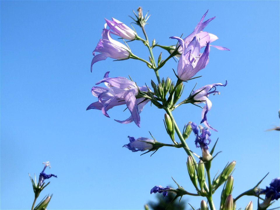 Rapunzel-Glockenblume (Campanula rapunculus) im Naturschutzgebiet Alter Bahndamm im Landschaftsschutzgebiet Hockenheimer Rheinbogen