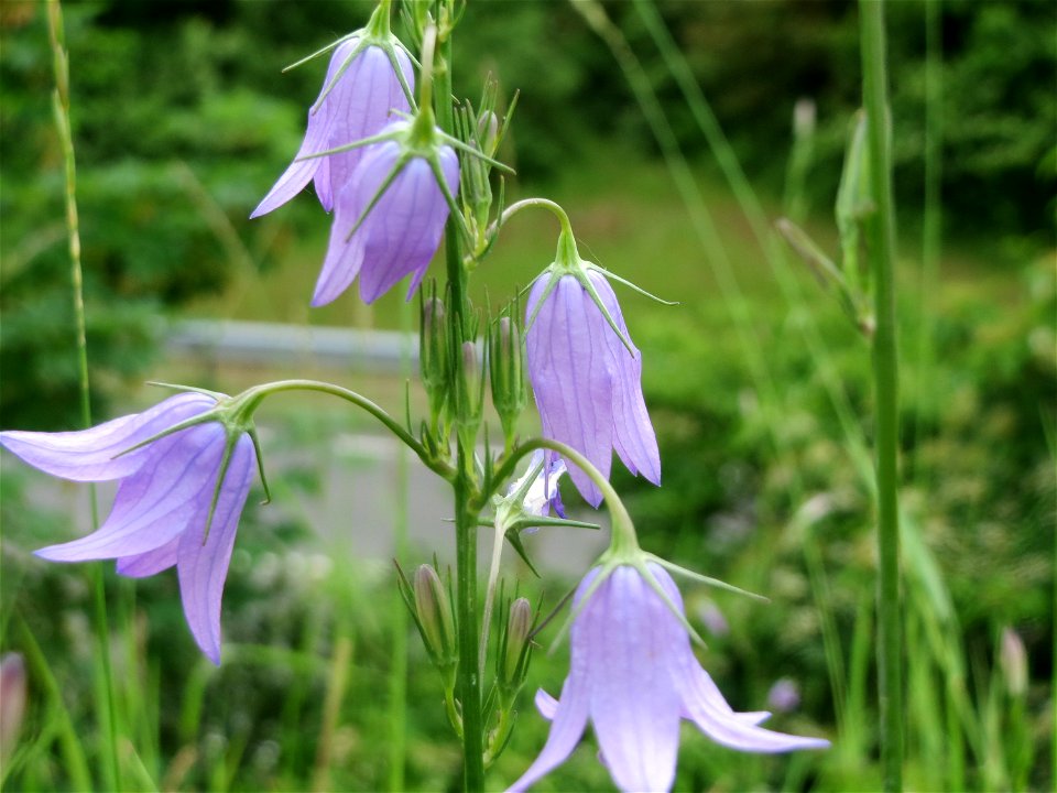 Rapunzel-Glockenblume (Campanula rapunculus) im Landschaftsschutzgebiet Oftersheimer Dünen