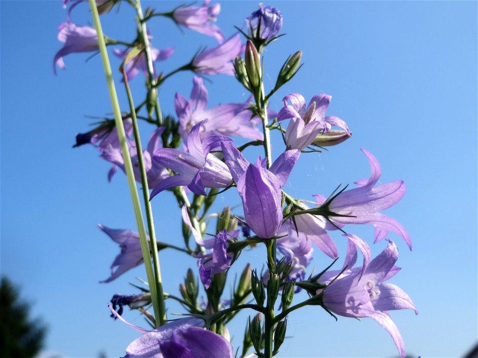 Rapunzel-Glockenblume (Campanula rapunculus) im Naturschutzgebiet Alter Bahndamm im Landschaftsschutzgebiet Hockenheimer Rheinbogen