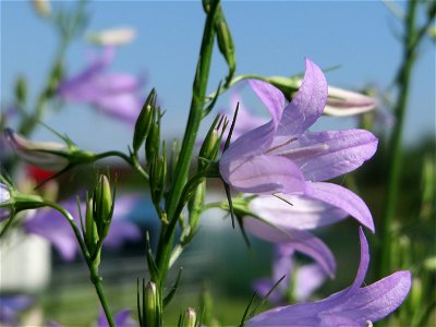 Rapunzel-Glockenblume (Campanula rapunculus) im Naturschutzgebiet Alter Bahndamm im Landschaftsschutzgebiet Hockenheimer Rheinbogen