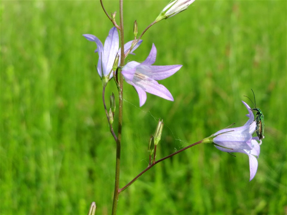 Rapunzel-Glockenblume (Campanula rapunculus) in den Horststückern im Landschaftsschutzgebiet Hockenheimer Rheinbogen