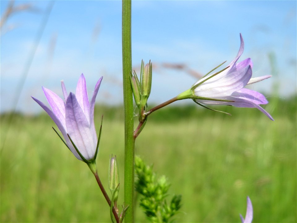 Rapunzel-Glockenblume (Campanula rapunculus) in den Horststückern im Landschaftsschutzgebiet Hockenheimer Rheinbogen