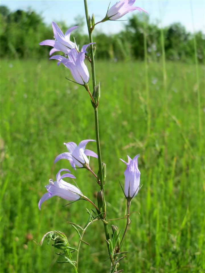 Rapunzel-Glockenblume (Campanula rapunculus) in den Horststückern im Landschaftsschutzgebiet Hockenheimer Rheinbogen