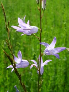 Rapunzel-Glockenblume (Campanula rapunculus) in den Horststückern im Landschaftsschutzgebiet Hockenheimer Rheinbogen