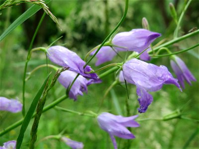 Rapunzel-Glockenblume (Campanula rapunculus) an der Saar in Saarbrücken