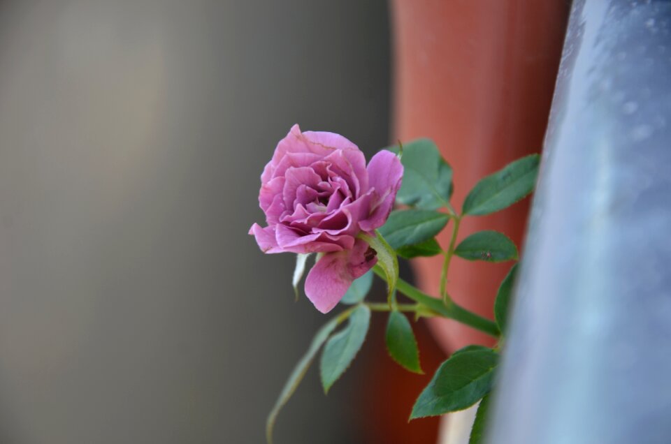 Rose flower blooming