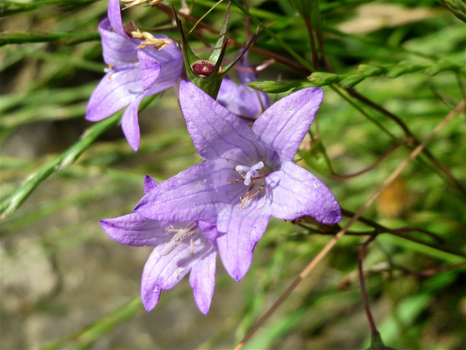 Rapunzel-Glockenblume (Campanula rapunculus) in Saarbrücken