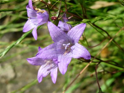 Rapunzel-Glockenblume (Campanula rapunculus) in Saarbrücken