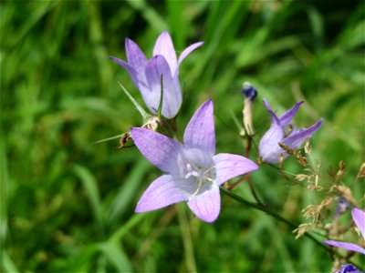 Rapunzel-Glockenblume (Campanula rapunculus) in Saarbrücken photo