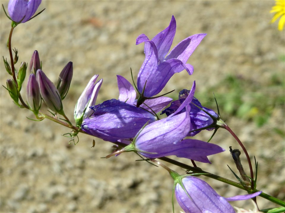 Rapunzel-Glockenblume (Campanula rapunculus) in Saarbrücken