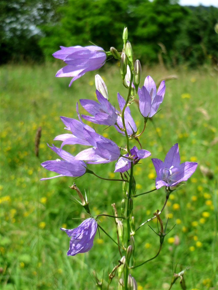 Rapunzel-Glockenblume (Campanula rapunculus) in Saarbrücken