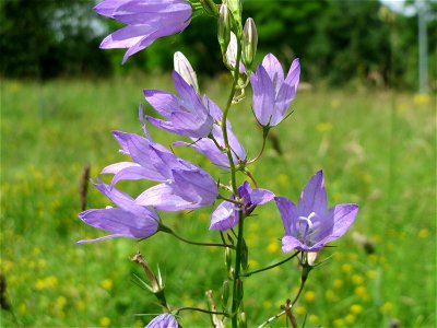 Rapunzel-Glockenblume (Campanula rapunculus) in Saarbrücken