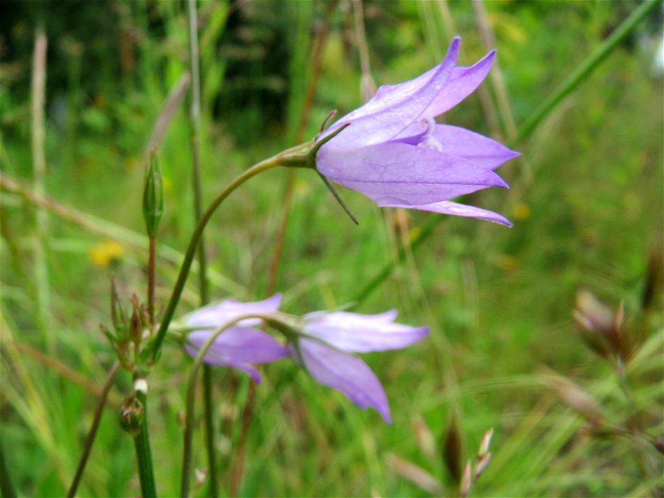 Rapunzel-Glockenblume (Campanula rapunculus) in Bruchmühlbach-Miesau