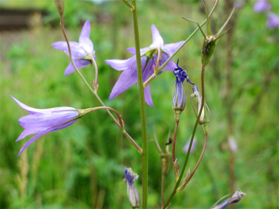 Rapunzel-Glockenblume (Campanula rapunculus) in Bruchmühlbach-Miesau