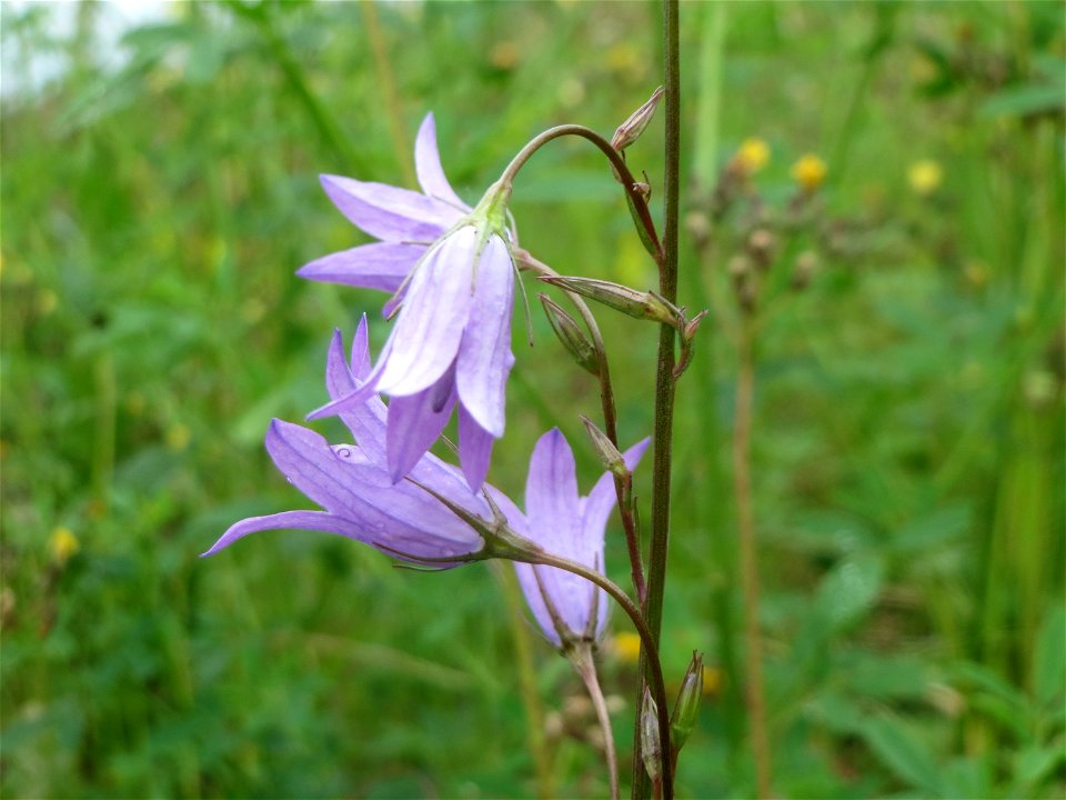 Rapunzel-Glockenblume (Campanula rapunculus) in Bruchmühlbach-Miesau