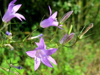 Rapunzel-Glockenblume (Campanula rapunculus) in Hockenheim