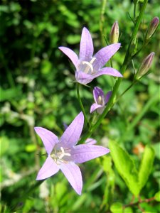 Rapunzel-Glockenblume (Campanula rapunculus) in Hockenheim