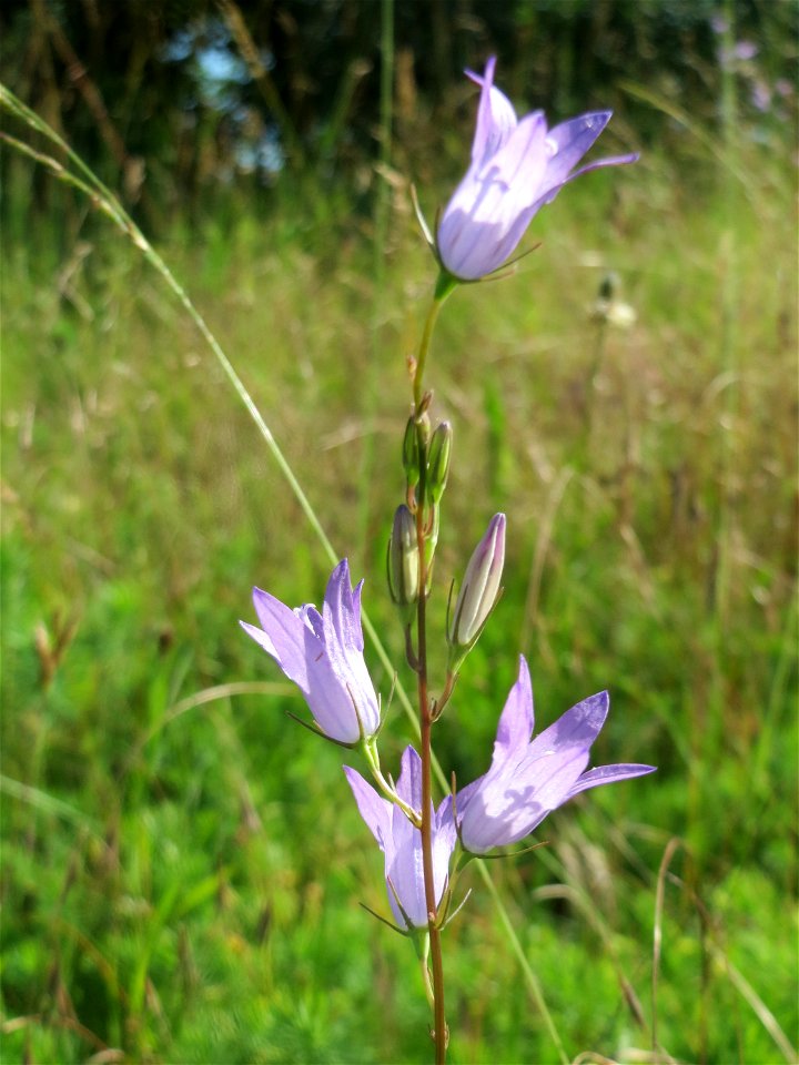 Rapunzel-Glockenblume (Campanula rapunculus) in Hockenheim