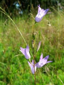 Rapunzel-Glockenblume (Campanula rapunculus) in Hockenheim