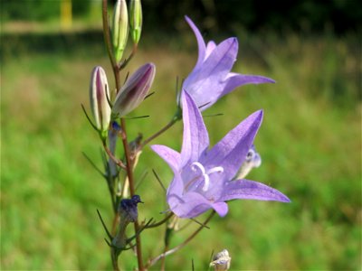 Rapunzel-Glockenblume (Campanula rapunculus) in Hockenheim