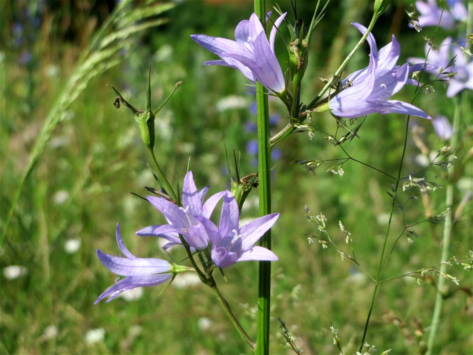 Rapunzel-Glockenblume (Campanula rapunculus) in Hockenheim