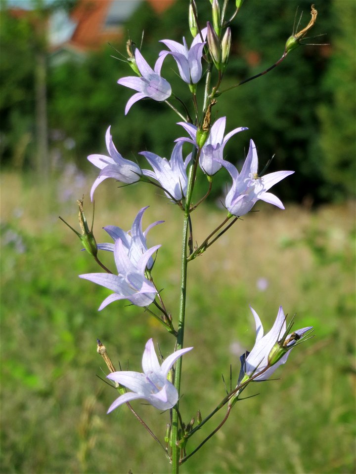 Rapunzel-Glockenblume (Campanula rapunculus) in Hockenheim