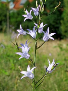 Rapunzel-Glockenblume (Campanula rapunculus) in Hockenheim