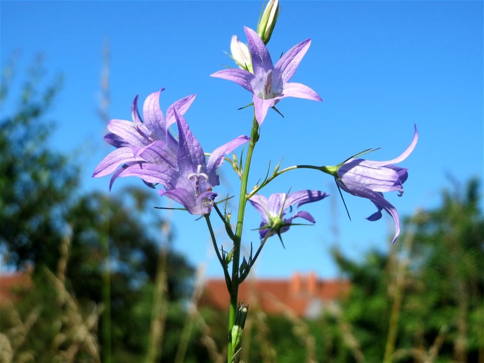 Rapunzel-Glockenblume (Campanula rapunculus) in Hockenheim