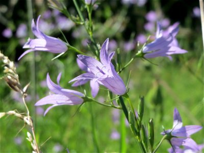 Rapunzel-Glockenblume (Campanula rapunculus) in Hockenheim