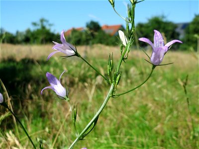 Rapunzel-Glockenblume (Campanula rapunculus) in Hockenheim